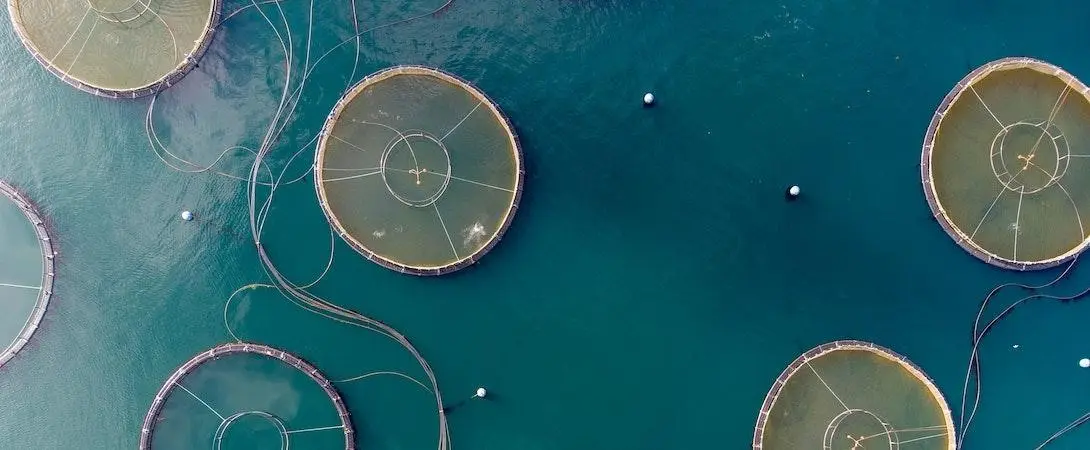 水產養殖消毒劑:清潔水質和健康魚群的綜合指南