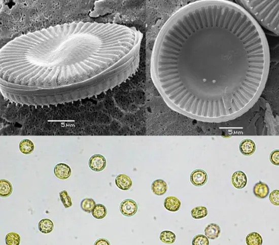 The Role of Diatoms in Aquatic Ecosystems