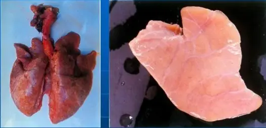 Special topics on swine diseases:Porcine Endemic Pneumonia